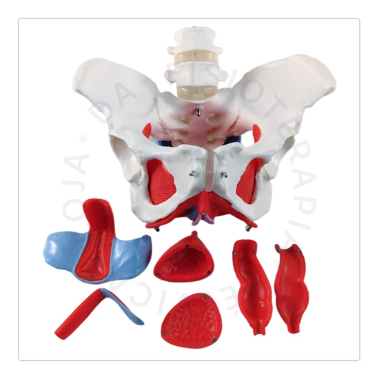 Esqueleto Pélvico 03