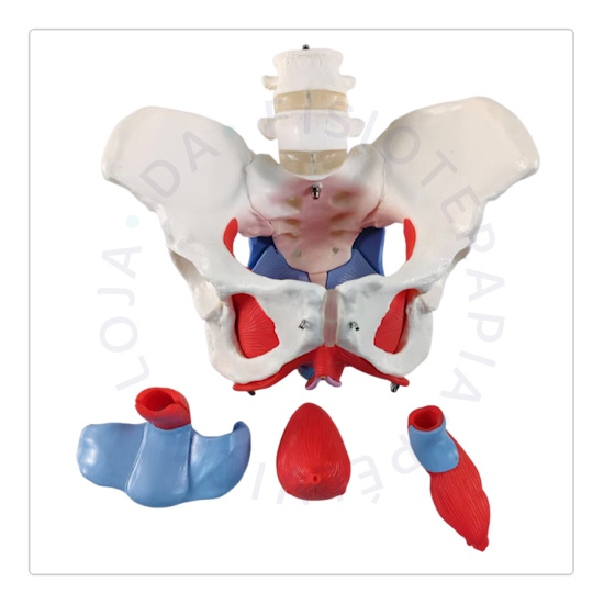 Esqueleto Pélvico 04