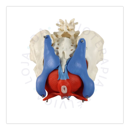 Esqueleto Pélvico 05